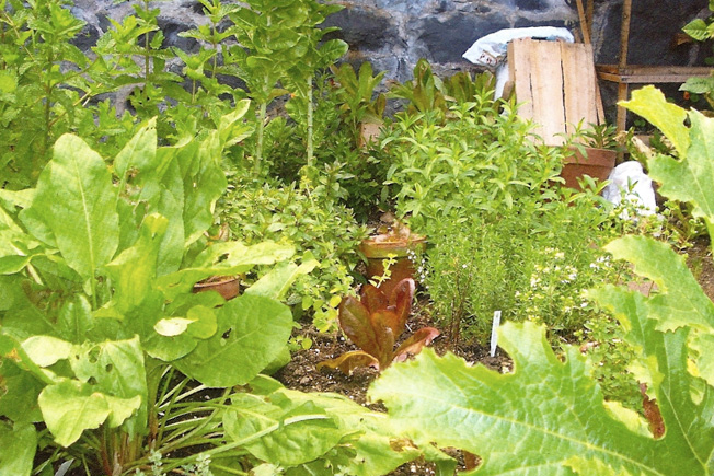 Kitchen Gardens