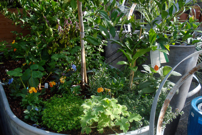 Kitchen Gardens