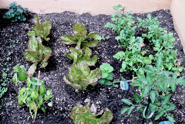 Kitchen Gardens